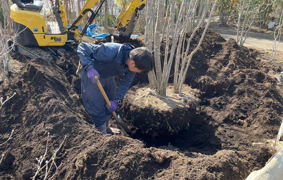 移植作業（掘り取り・根巻き・運搬・植え込み）